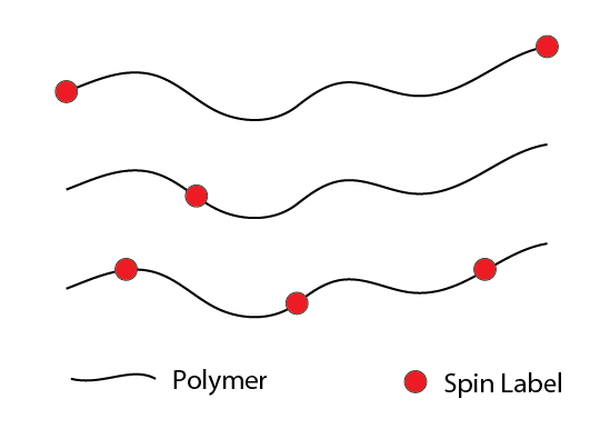 spin_labeled_polymer_cartoon-01